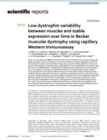 Low dystrophin variability between muscles and stable expression over time in Becker muscular dystrophy using capillary Western immunoassay