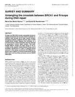 Untangling the crosstalk between BRCA1 and R-loops during DNA repair