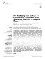 Effects of long-term endogenous corticosteroid exposure on brain volume and glial cells in the AdKO mouse