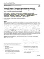 Fluorescent tagging of endogenous heme oxygenase-1 in human induced pluripotent stem cells for high content imaging of oxidative stress in various differentiated lineages