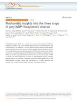 Mechanistic insights into the three steps of poly(ADP-ribosylation) reversal