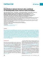 Endothelium-derived stromal cells contribute to hematopoietic bone marrow niche formation