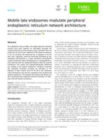 Mobile late endosomes modulate peripheral endoplasmic reticulum network architecture