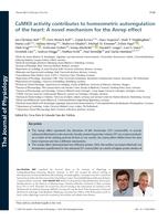 CaMKII activity contributes to homeometric autoregulation of the heart