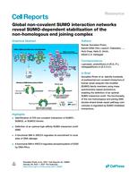 Global non-covalent SUMO interaction networks reveal SUMO-dependent stabilization of the non-homologous end joining complex