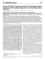 Human Gb3/CD77 synthase produces P1 glycotope-capped N-glycans, which mediate Shiga toxin 1 but not Shiga toxin 2 cell entry