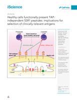 Healthy cells functionally present TAP-independent SSR1 peptides