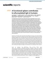 A functional spleen contributes to afucosylated IgG in humans