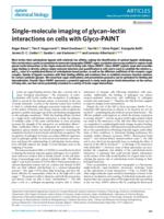 Single-molecule imaging of glycan-lectin interactions on cells with Glyco-PAINT