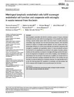 Meningeal lymphatic endothelial cells fulfill scavenger endothelial cell function and cooperate with microglia in waste removal from the brain