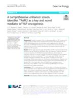 A comprehensive enhancer screen identifies TRAM2 as a key and novel mediator of YAP oncogenesis