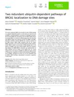 Two redundant ubiquitin-dependent pathways of BRCA1 localization to DNA damage sites