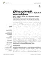 JAZ8 Interacts with VirE3 attenuating agrobacterium mediated root tumorigenesis