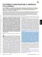 C1q binding to surface-bound IgG is stabilized by C1r(2)s(2) proteases