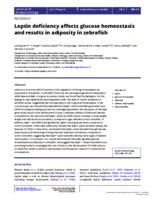 Leptin deficiency affects glucose homeostasis and results in adiposity in zebrafish