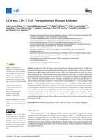 CD8 and CD4 T cell populations in human kidneys