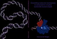 Unravelling molecular mechanisms in transcription-coupled nucleotide excision repair