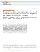 Three chromosome-scale Papaver genomes reveal punctuated patchwork evolution of the morphinan and noscapine biosynthesis pathway