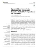 Epicardial contribution to the developing and injured heart
