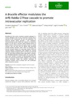 A Brucella effector modulates the Arf6-Rab8a GTPase cascade to promote intravacuolar replication