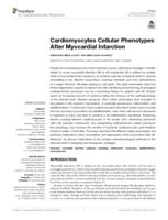 Cardiomyocytes cellular phenotypes after myocardial infarction