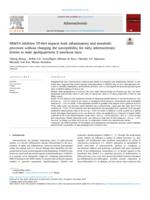 PRMT4 inhibitor TP-064 impacts both inflammatory and metabolic processes without changing the susceptibility for early atherosclerotic lesions in male apolipoprotein E knockout mice