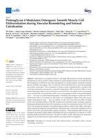 Proteoglycan 4 modulates osteogenic smooth muscle cell differentiation during vascular remodeling and intimal calcification