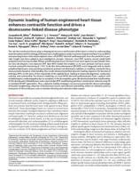 Dynamic loading of human engineered heart tissue enhances contractile function and drives a desmosome-linked disease phenotype