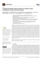 Anatomical model of rat ventricles to study cardiac arrhythmias under infarction injury