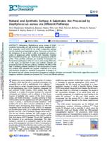 Natural and synthetic Sortase A substrates are processed by Staphylococcus aureus via different pathways