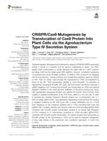 CRISPR/Cas9 mutagenesis by translocation of Cas9 protein into plant cells via the Agrobacterium type IV secretion system