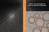 Cellular cryo-tomography of nidovirus replication organelles