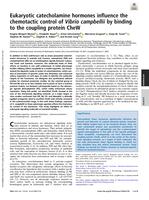 Eukaryotic catecholamine hormones influence the chemotactic control of Vibrio campbellii by binding to the coupling protein CheW