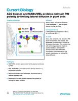 AGC kinases and MAB4/MEL proteins maintain PIN polarity by limiting lateral diffusion in plant cells