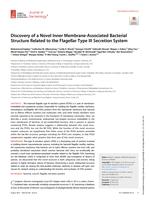 Discovery of a novel inner membrane-associated bacterial structure related to the flagellar type III secretion system