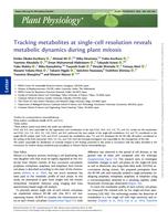 Tracking metabolites at single-cell resolution reveals metabolic dynamics during plant mitosis