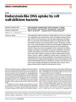 Endocytosis-like DNA uptake by cell wall-deficient bacteria