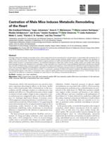 Castration of male mice induces metabolic remodeling of the heart