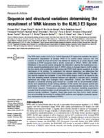 Sequence and structural variations determining the recruitment of WNK kinases to the KLHL3 E3 ligase