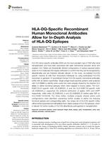 HLA-DQ-specific recombinant human monoclonal antibodies allow for in-depth analysis of HLA-DQ epitopes