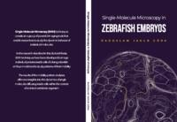 Single-molecule microscopy in zebrafish embryos