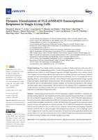 Dynamic visualization of TGF-beta/SMAD3 transcriptional responses in single living cells