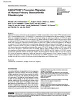 CCN4/WISP1 promotes migration of human primary osteoarthritic chondrocytes