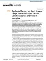 Ecological factors are likely drivers of eye shape and colour pattern variations across anthropoid primates