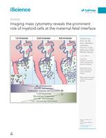 Imaging mass cytometry reveals the prominent role of myeloid cells at the maternal-fetal interface
