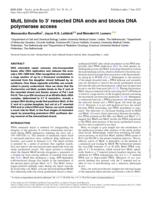 MutL binds to 3 ' resected DNA ends and blocks DNA polymerase access