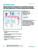 Spatial dynamic metabolomics identifies metabolic cell fate trajectories in human kidney differentiation