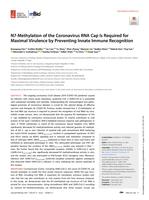 N7-methylation of the coronavirus RNA cap Is required for maximal virulence by preventing innate immune recognition