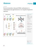 Environmentally induced DNA methylation is inherited across generations in an aquatic keystone species