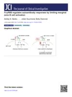 Fc gamma RIIB regulates autoantibody responses by limiting marginal zone B cell activation